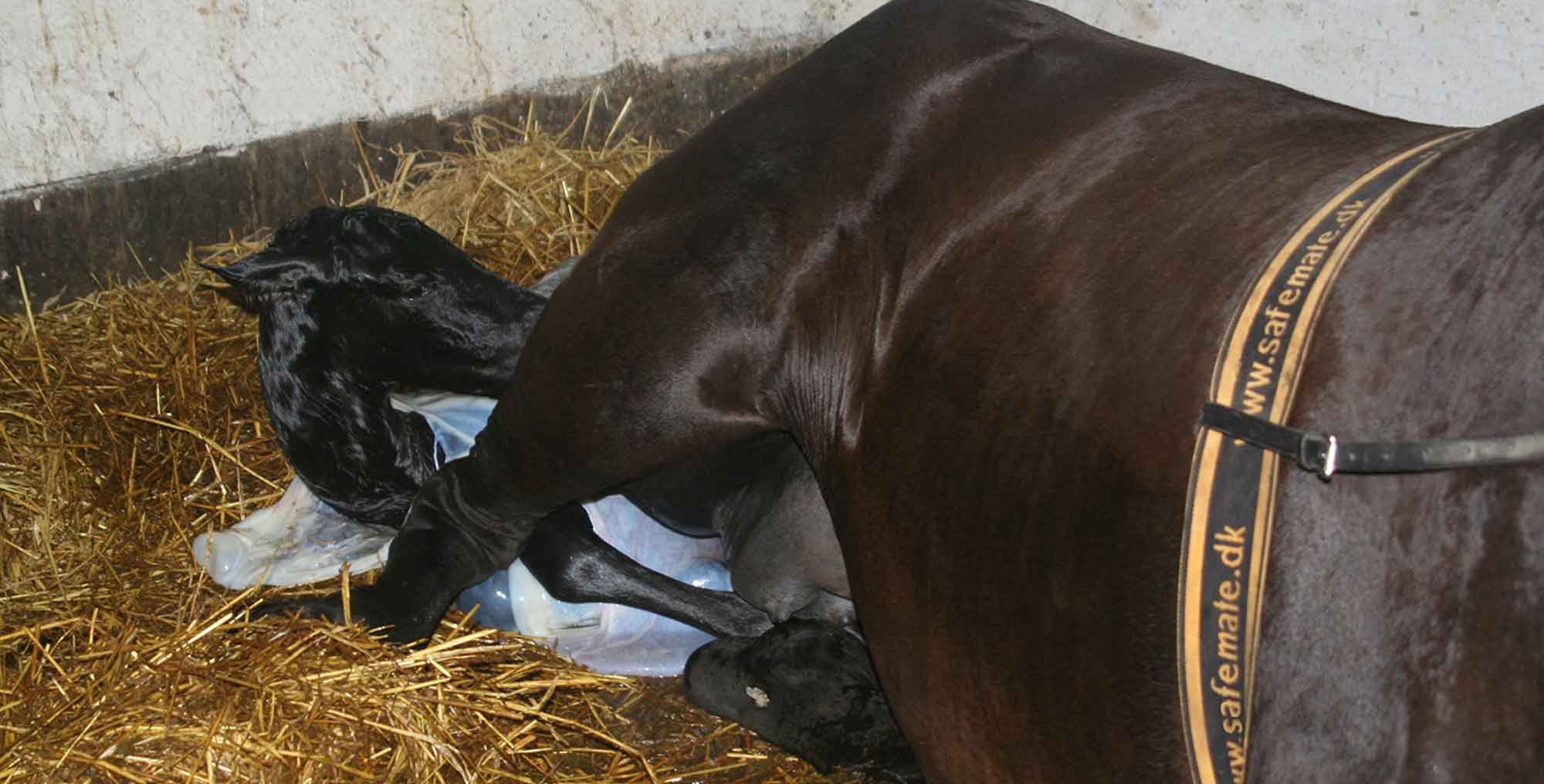 Foaling Alarm